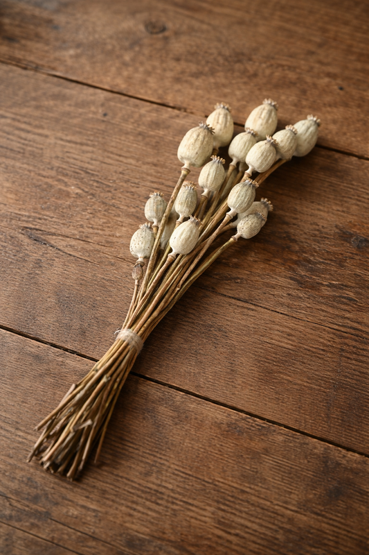 Papaver Flores Secas