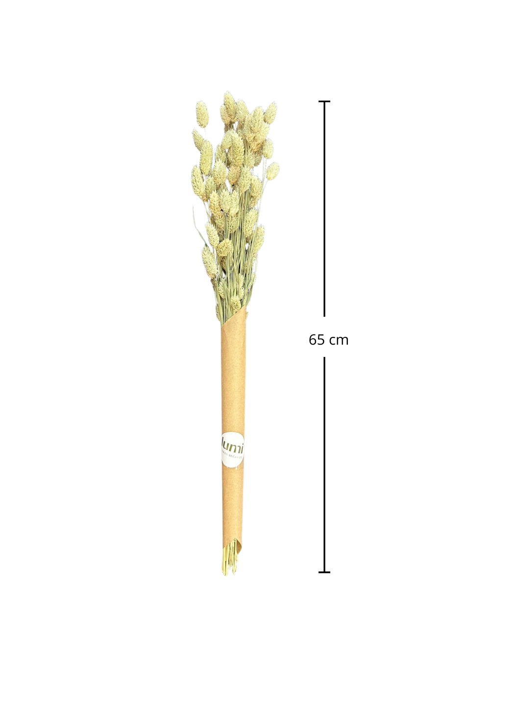 Phalaris Flores Secas