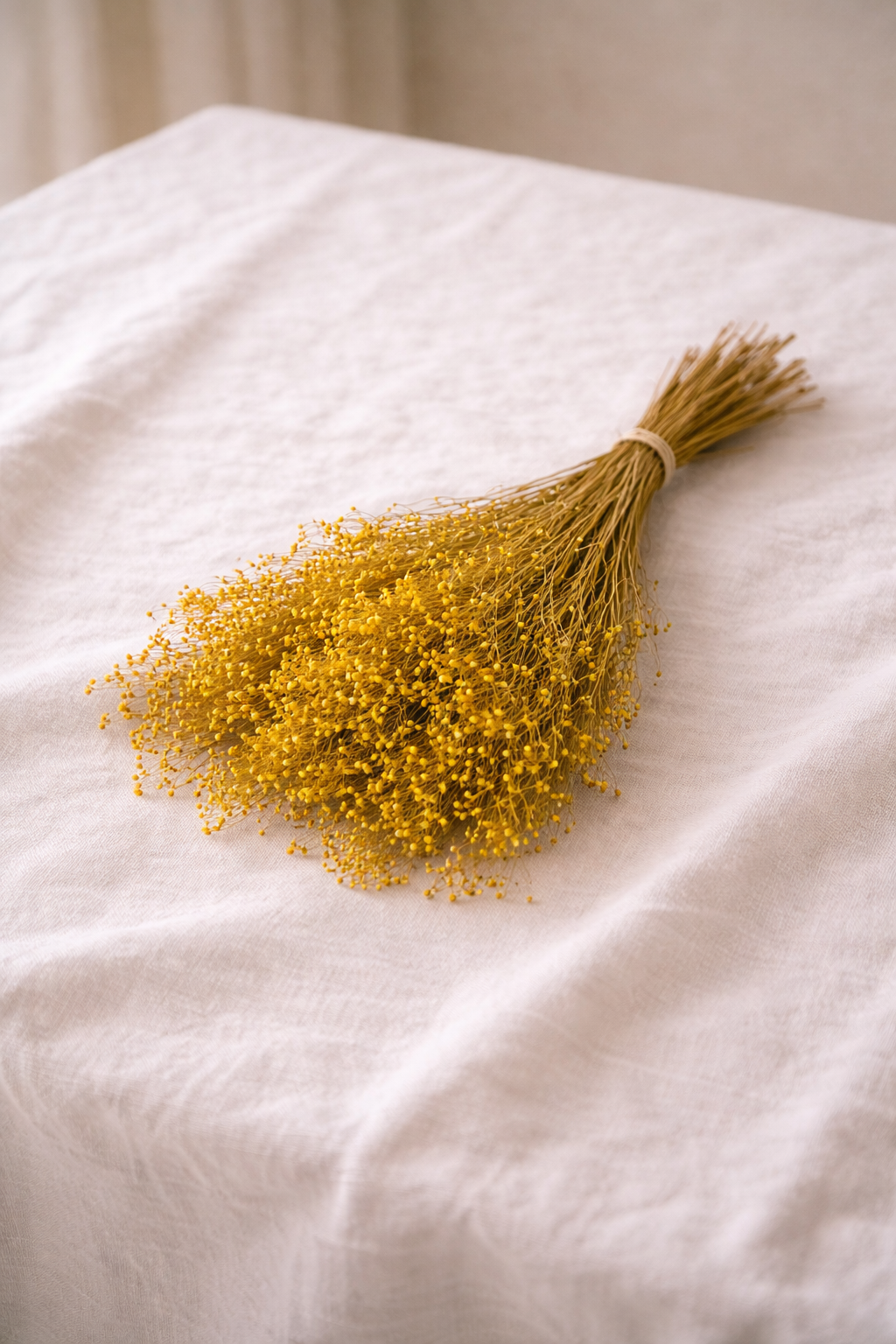 Broom Bloom Flores Secas