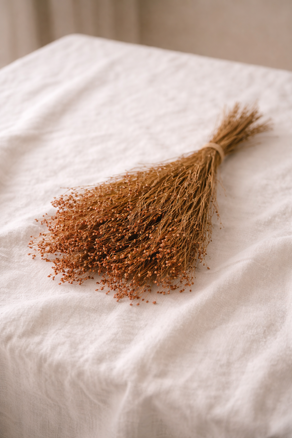 Broom Bloom Flores Secas