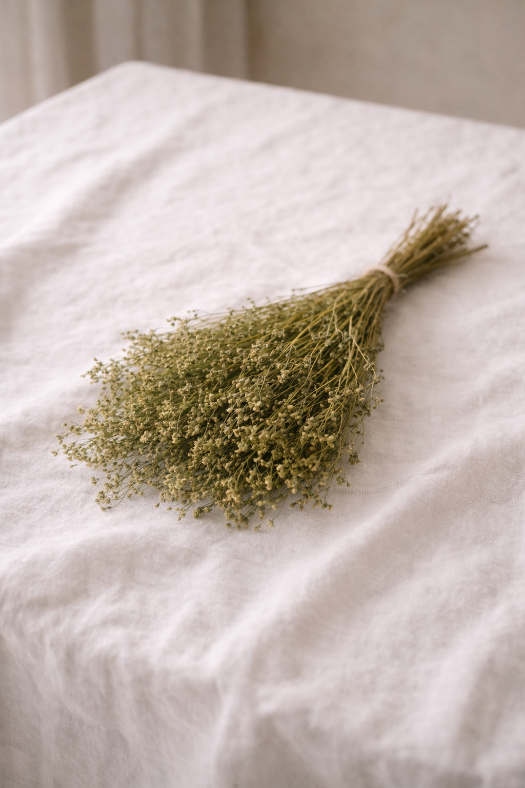 Broom Bloom Flores Secas