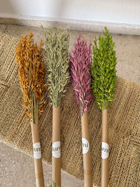 Avena Flores Secas